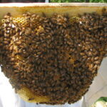 Beekeeping