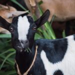 Rwanda traditional goats